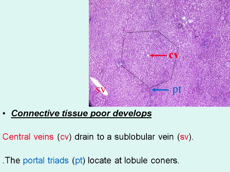 Connective tissue poor develops   Central veins (cv) drain to a sublobular vein